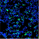 “Human cells (green) were found in a section of 4-week-old pig embryo. Blue color (DNA) indicates both pig and human cells.” Image: Jun Wu